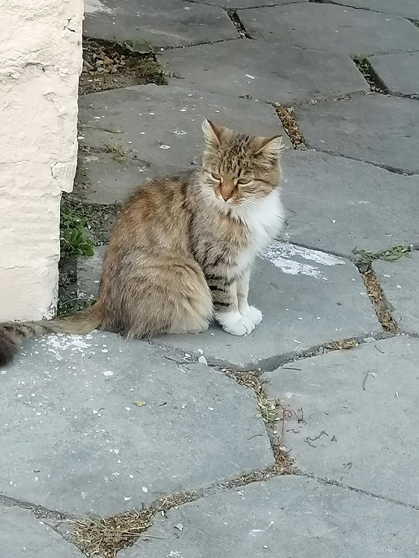У нас появился кот