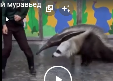 Игривый муравьед