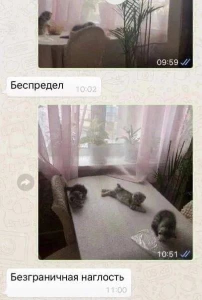 Приколы с налетом деградации