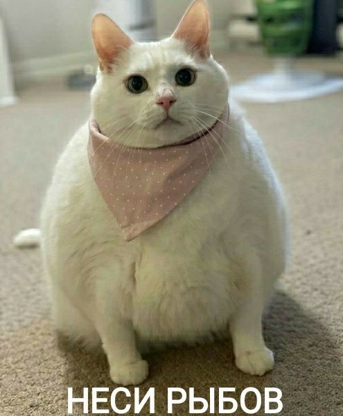 Улов
