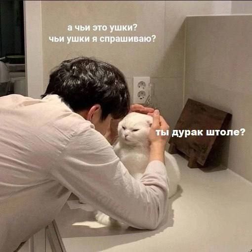 Котовторник в картинках