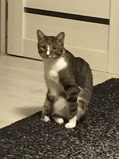 Котовторник в картинках