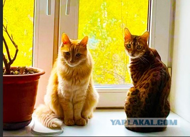 Принимайте в клуб! Котовторник же
