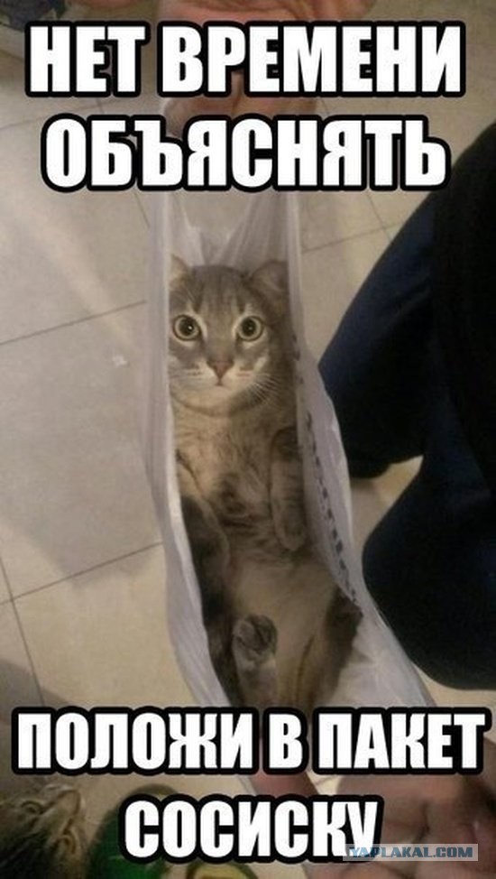 О бенгальских котах на наглядном примере