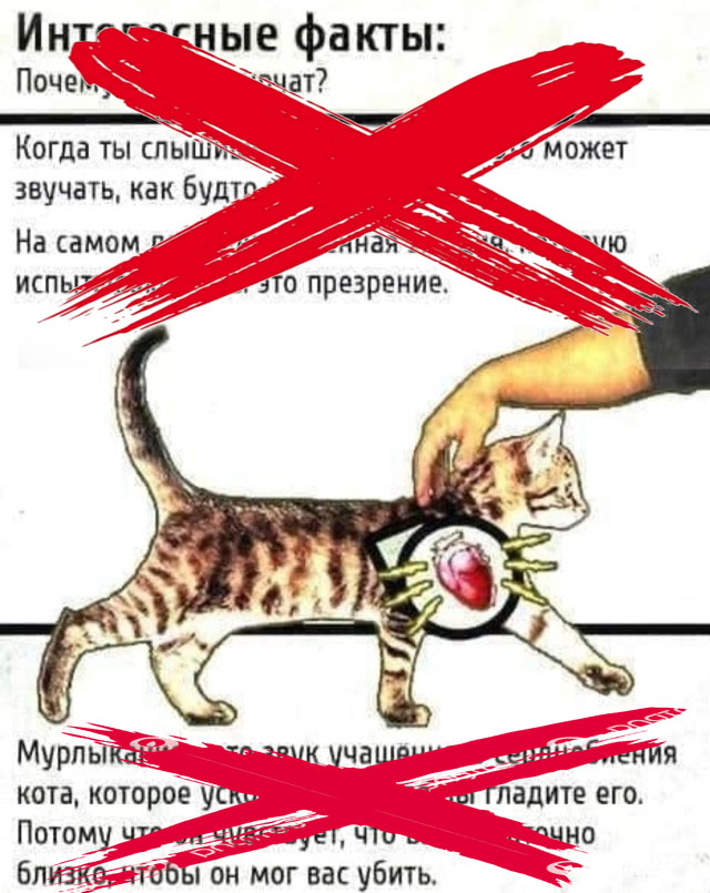 К котовторнику: подборка картинок-баянов с котиками и про котиков. Выпуск 13