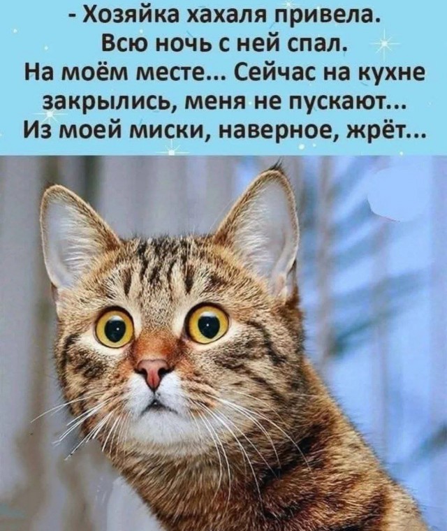 К котовторнику: подборка картинок-баянов с котиками и про котиков. Выпуск 18.
