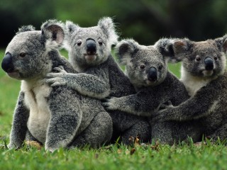 Плюсомет со шпалометом