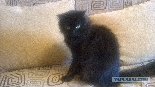 Котовторник 28.10.2014