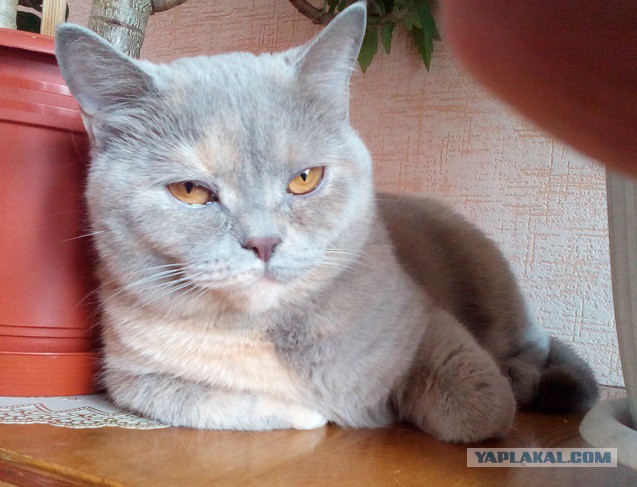 Котовторник