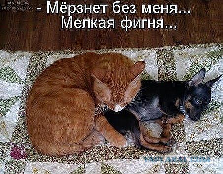 Весёлое из сети