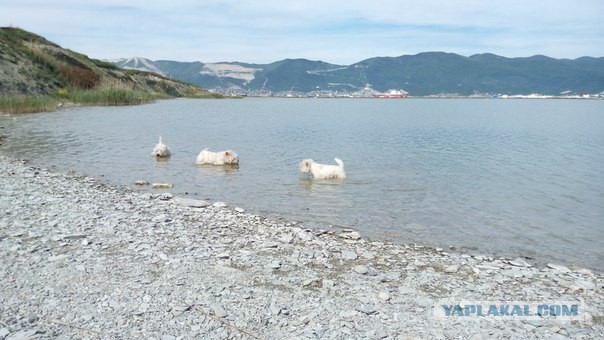 Хороший Новороссийск