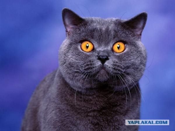 Самые популярные клички кошек и котов