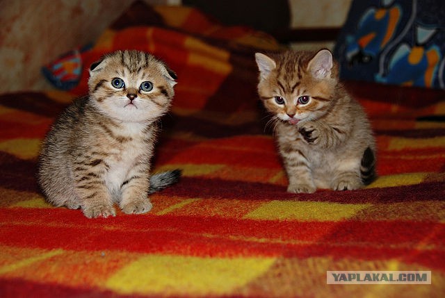 Котовторник 7.07.2015