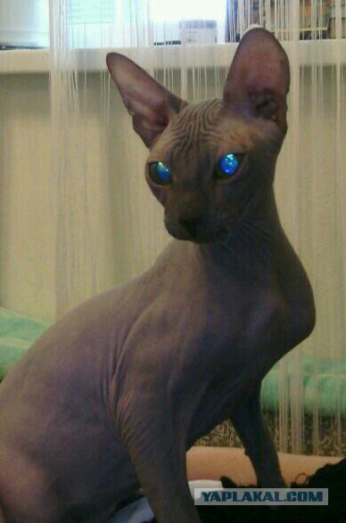 Котовторник