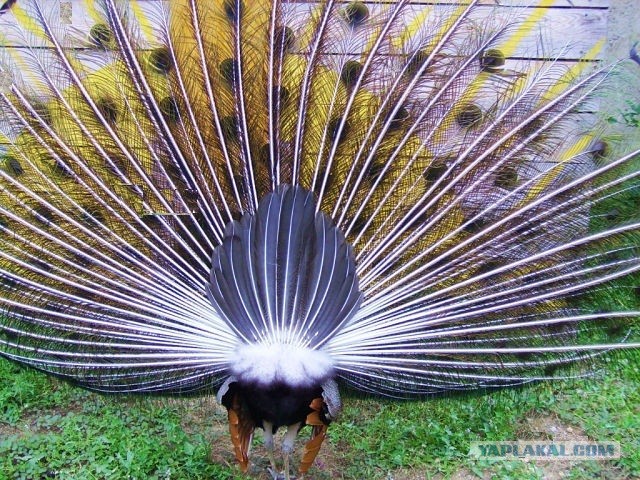 Всем нашим встречам,  увы, разлуки суждены...