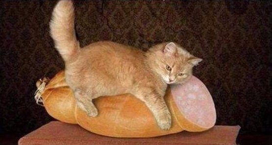 Мохнатые беспредельщики