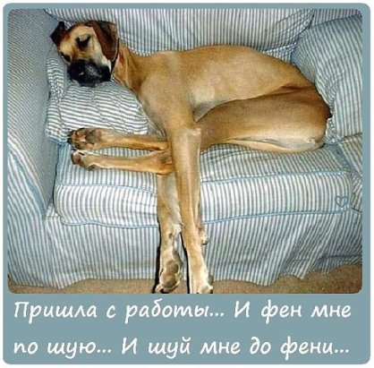 Мохнатые беспредельщики