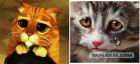 Спасение котейки-потеряшки