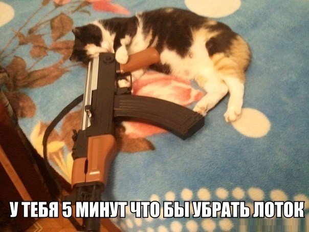 Прикольные животные
