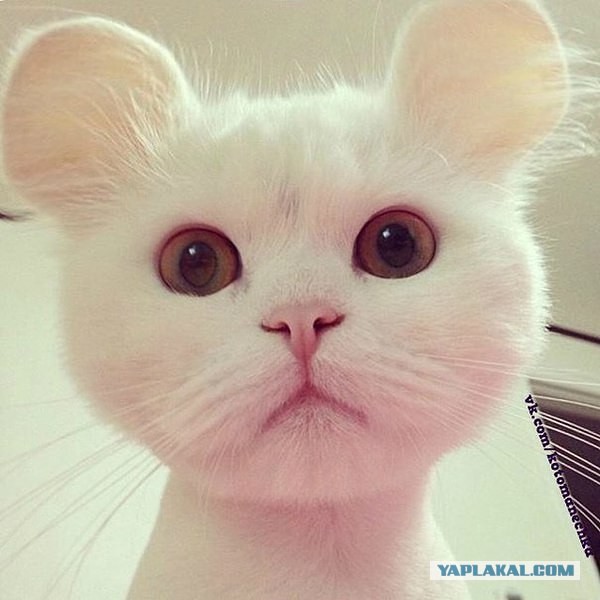 Коты из сети