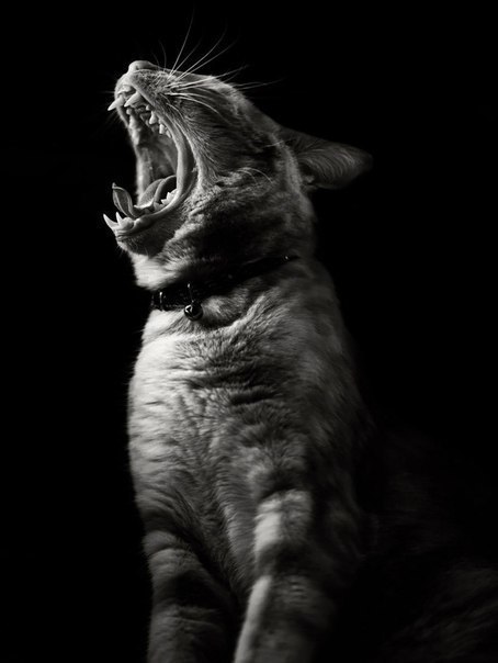 Коты и Кошки