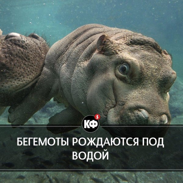 Краткие факты