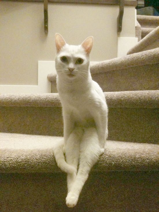 Коты и Кошки