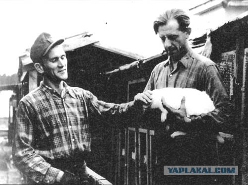 Перевоспитание. Немцы-стахановцы.1945 - 49 г.