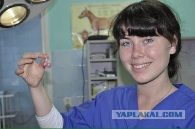 Журнал школьный деградант