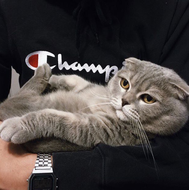 Коты и Кошки