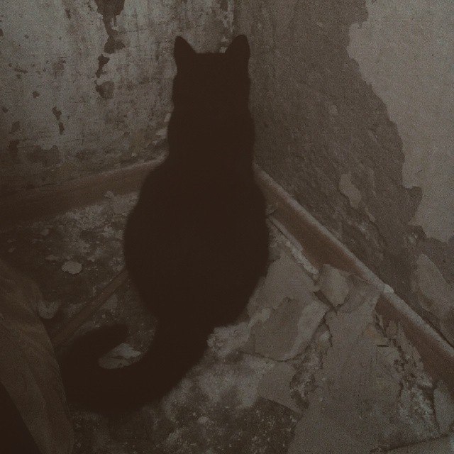 Живность из сети