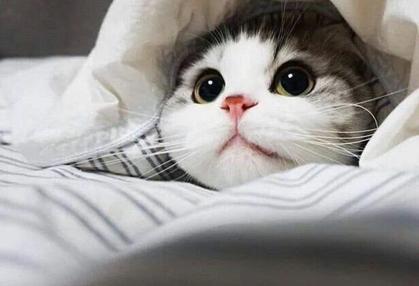 Фотобомбы котов