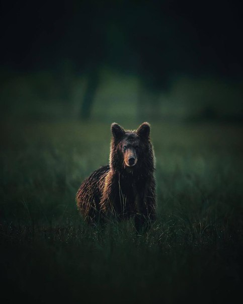 Живность из сети