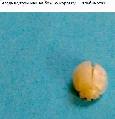 Странные находки, которые захочется рассмотреть поближе