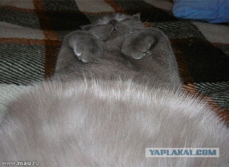 Даёшь Котовторник на ЯПе! (29.07.08)