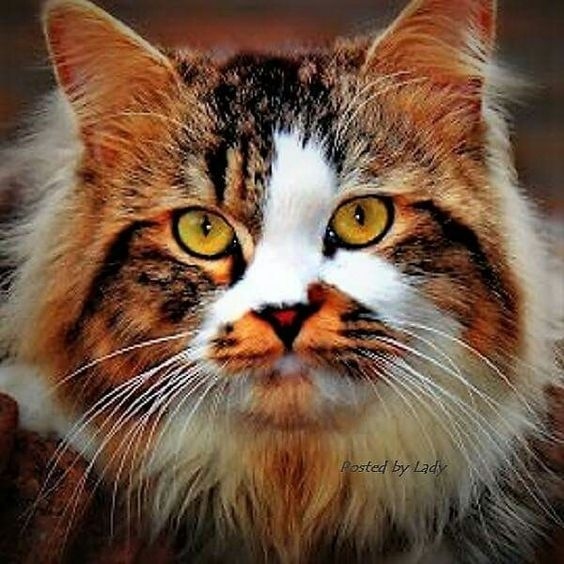 Немного милоты