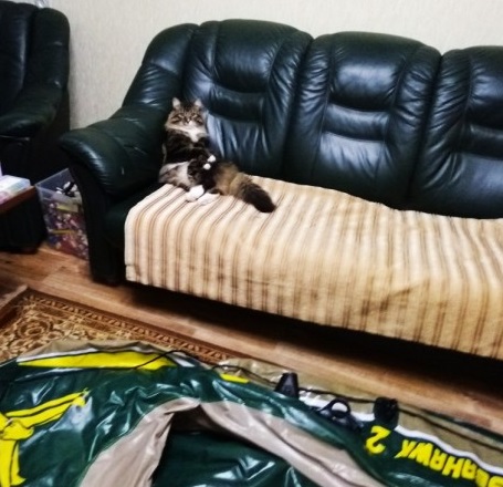 Котовторник  31.07.2018