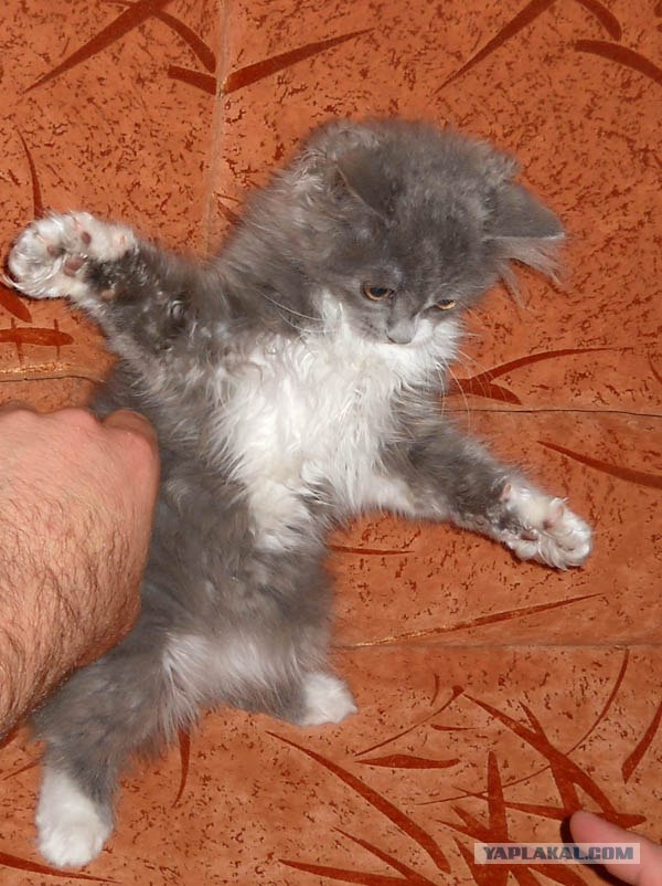 Котовторник на 22 июня
