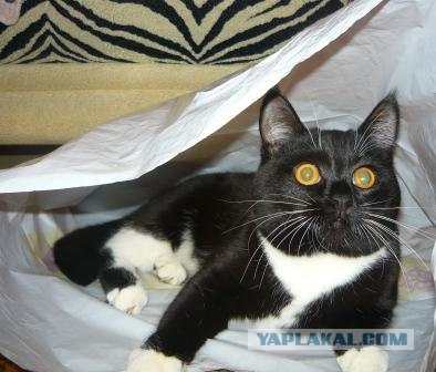 Начинаем котовторник!