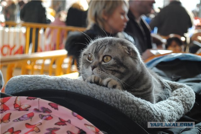 Сонный Котовторник