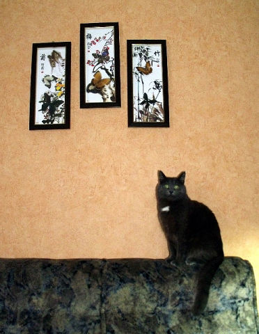 Котовторник (21.02.2012)