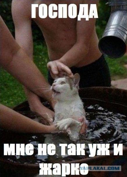 Купание кота.