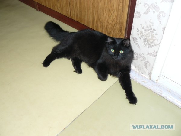Котовторник  14.08.2012.