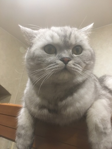 Котовторник же...