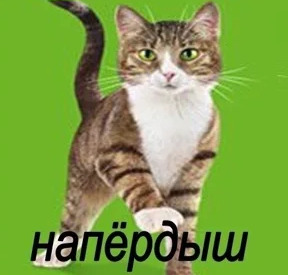 Картинки и мемы для настроения 01.12.2021