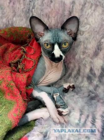 Вторник. Котэ. Пора
