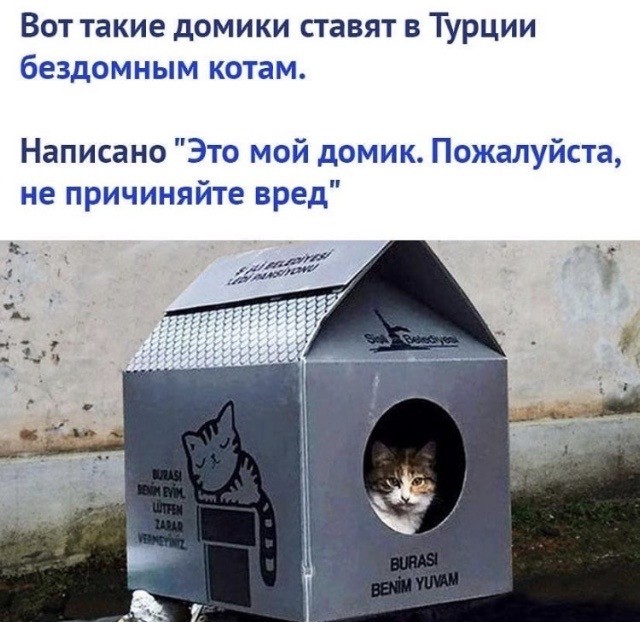 Стамбульские коты