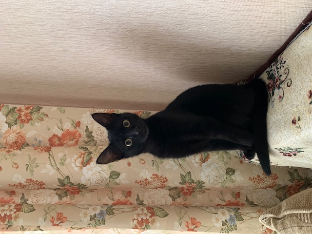 Про котейку