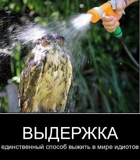 Совы и дождь