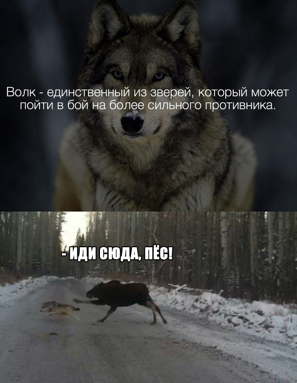 Завалялось тут случайно немного забавных картинок